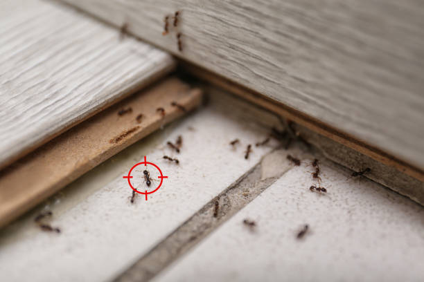 Professional Pest Control in Audubon, IA