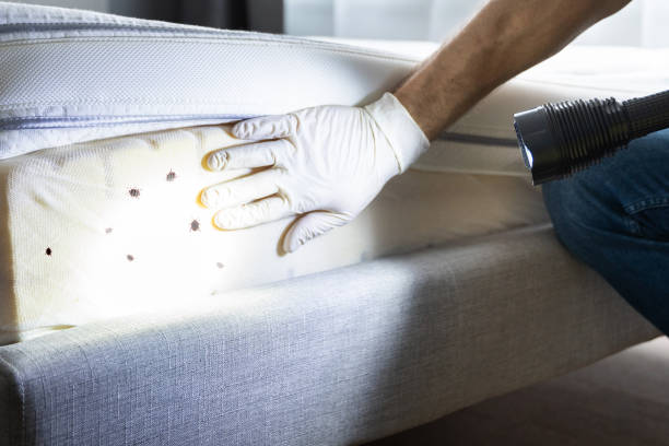 Best Termite Control Services  in Audubon, IA