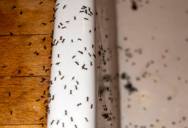Pest Control for Restaurants in Audubon, IA