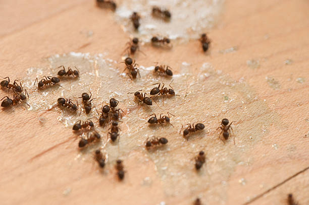 Best Ant Control Services  in Audubon, IA