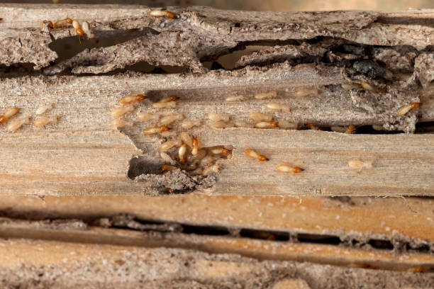 Best Residential Pest Control  in Audubon, IA
